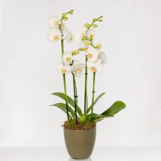 Witte orchidee in pot