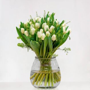 Witte Tulpen